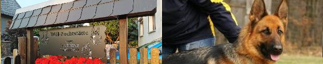 Deutsche Schäferhunde vom Oschatzer Kleinforst