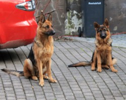 11/2019 Mama Fenya mit 5 Monate alter Idony