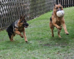 11/2019 Mama Fenya mit 5 Monate alter Idony