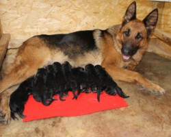 J - Wurf am 28.02.2020