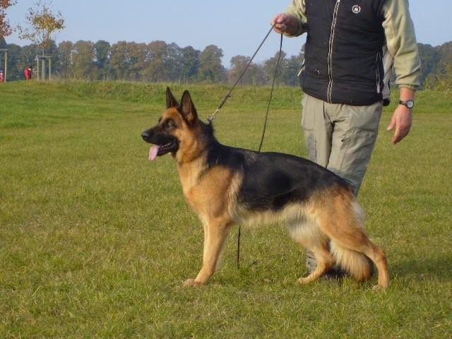 Anna vom Oschatzer Kleinforst