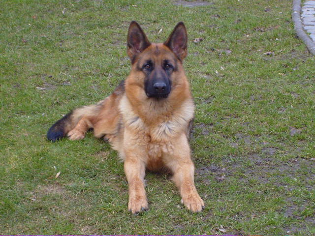 Anna vom Oschatzer Kleinforst