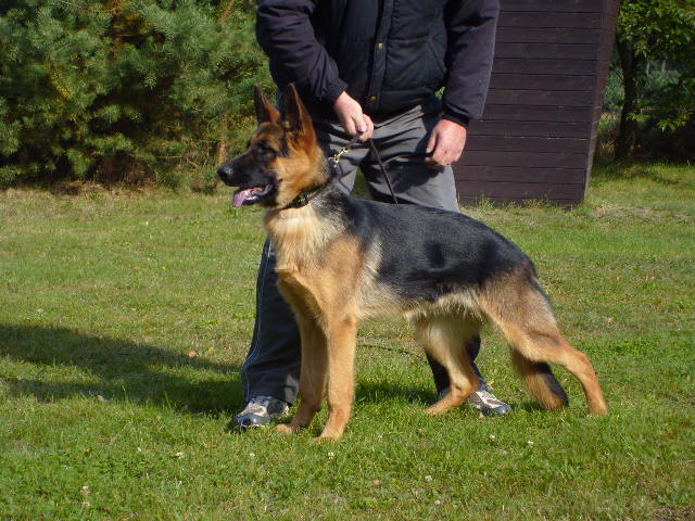 Anna vom Oschatzer Kleinforst